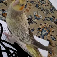 عروس هلندی
