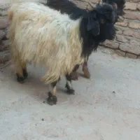 2عدد بزغاله|حیوانات مزرعه|بناب, |دیوار