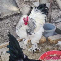 خروس برهما و مرندی