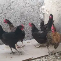 معامله با کبوتر شهرستان دشتی