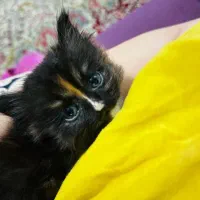 واگذاری گربه ناز خونگی|گربه|کرمان, |دیوار