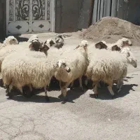 بره نر جهت قربانی