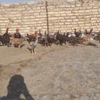 لاری|حیوانات مزرعه|تاکستان, |دیوار