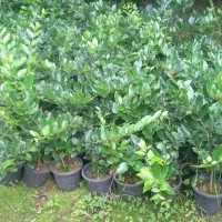 یاس هلندی سطل ۳نیم