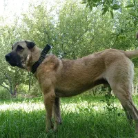 توله ۱۷ماهه پژدر|سگ|مراغه, |دیوار