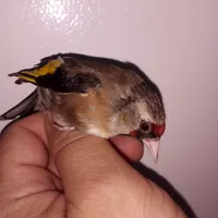 سهره ماده گلبسر نر سینه سرخ نر|پرنده|رباط‌کریم, |دیوار