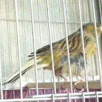 قناری نر سبز|پرنده|اصفهان, جاوان|دیوار