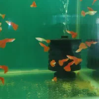 ماهی زینتی گوپی پلاتی دم شمشیری