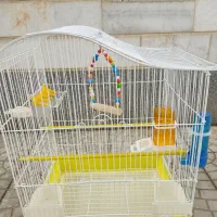 قفس پرنده و طوطی بزرگ با تمام لوازم داخل قفس