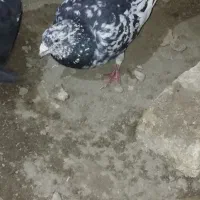 سرور تخته نر قلدر