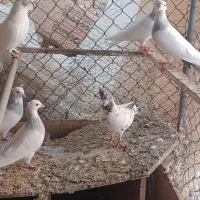کبوتر کفتر طوقی کلدار|پرنده|قم, سالاریه|دیوار