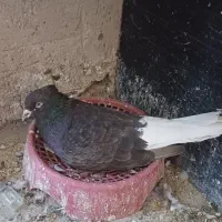 کفتر رنگه فروش معاوضه
