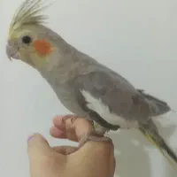 عروس هلندی|پرنده|شیراز, تندگویان|دیوار