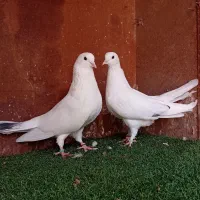 کبوتر پرشی ( بندرگز)|پرنده|گرگان, |دیوار