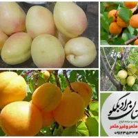 نهالستان  نمونه  مرادبکلو|خدمات باغبانی و درختکاری|کاشان, امیرکبیر|دیوار