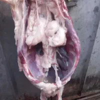 گوشت گوسفندی کشتار روز جلوچشم مشتری با انتخاب شما