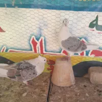 کبوتر دوکت و سینه ای