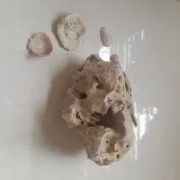 سنگ اکواریم معاوضه با مرغ یا جوجه|ماهی|شاهین‌شهر, خانه کارگر|دیوار