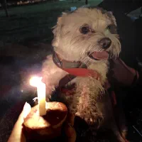 جفت برای سگ نر