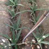 آلورا|گل و گیاه طبیعی|آبادان, |دیوار