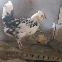 تخم مرغ گلین|حیوانات مزرعه|نهاوند, |دیوار