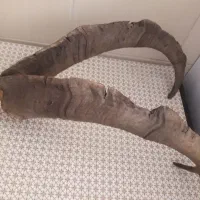 شاخ بز کوهی|کلکسیون اشیاء عتیقه|تهران, وحیدیه|دیوار