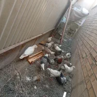 کبوتر|پرنده|رباطکریم, شهرک صنعتی نصیرآباد|دیوار