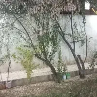 اجاره خانه ویلایی دوخوابه ،خرمدره خیابان مطهری|اجارهٔ خانه و ویلا|خرمدره, |دیوار