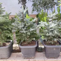 کاج نوئل آبی / ۵۰ درصد تخفیف|گل و گیاه طبیعی|تهران, صادقیه|دیوار