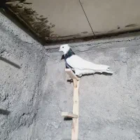 کفتربم