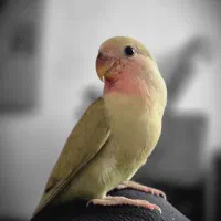 طوطی کوتوله برزیلی دستی|پرنده|اردبیل, |دیوار