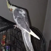 عروس هلندی دونخور|پرنده|تهران, اسکندری|دیوار