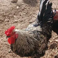 خروس چهل کاکل جوان