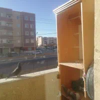 تعدادی پرنده مرغ عشق و...|پرنده|گلبهار, شهر جدید گلبهار|دیوار