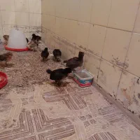 جوجه مرغ|حیوانات مزرعه|فردوس (خراسان), |دیوار