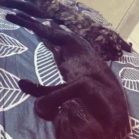 واگذاری گربه|گربه|کرج, کوی امامیه|دیوار