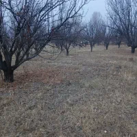 باغ الوکالیفرنیا ۱۵۰۰ متر با اب چاه