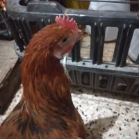 خروس
