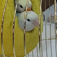 طوطی برزیلی