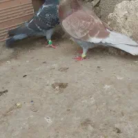 کبوتر موشی بلژیکی