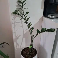 زاموفیلیا مادر