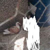 کفتر کبوتر