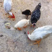 دو عدد خروس