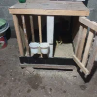 لانه حیوانات|لوازم جانبی حیوانات|رشت, لاکان شهر|دیوار