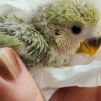 جفت برزیلی مولد