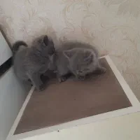 گربه پرشین اسکاتیش مشگی|گربه|ری, دولت‌آباد|دیوار