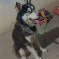 سگ هاسکی حرف گوش کن فروش فوری