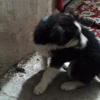 فروش سگ محلی توله دو ماهه نژاد هاکسی چشم یخی با س|سگ|سراجو, |دیوار