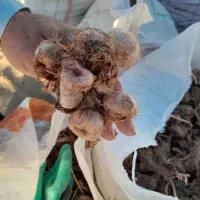 خرید و فروش بهترین پیاز منطقه ب شرط گلدهی بالا|خوردنی و آشامیدنی|خواف, |دیوار