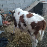 یه گوساله نر و یه گاو